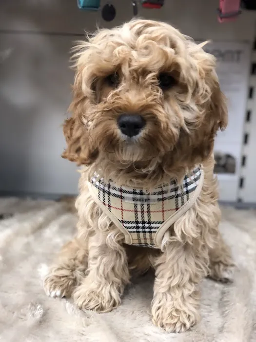 Tony’s Pet and Garden Supplies Picture 8