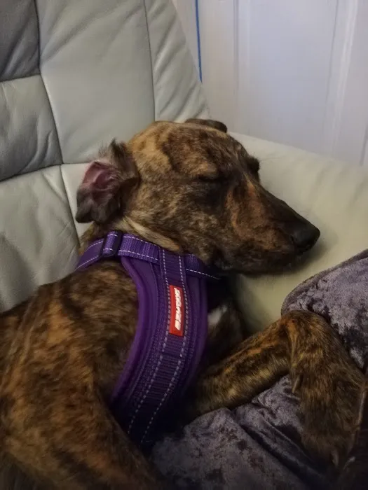 Pets at Home North Shields Picture 4