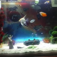 Pets at Home North Shields ico