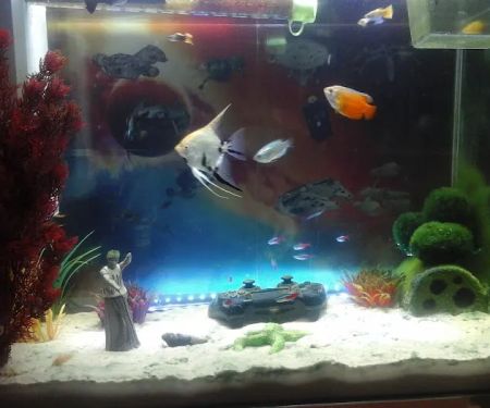 Pets at Home North Shields