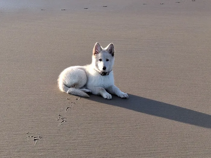 Pets at Home North Shields Picture 10
