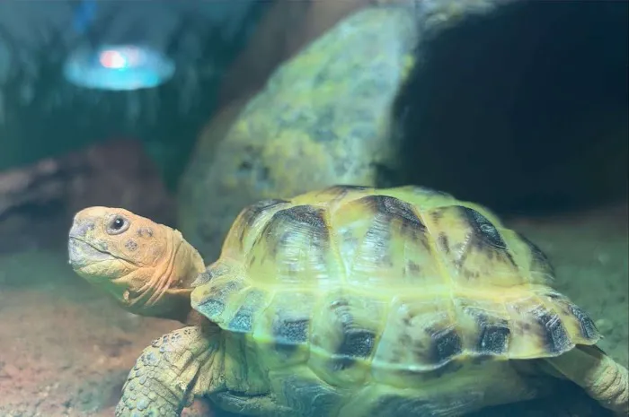 Aquatic Finatic Picture 8