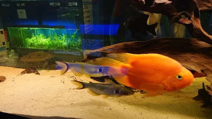 Aquatic Finatic Picture 9