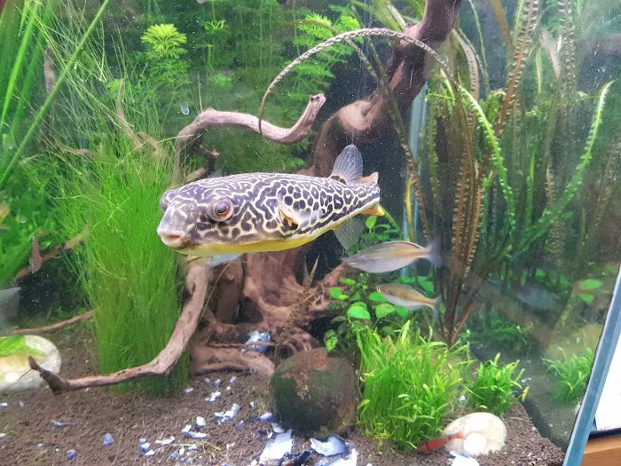 Aquatic Finatic Picture 7