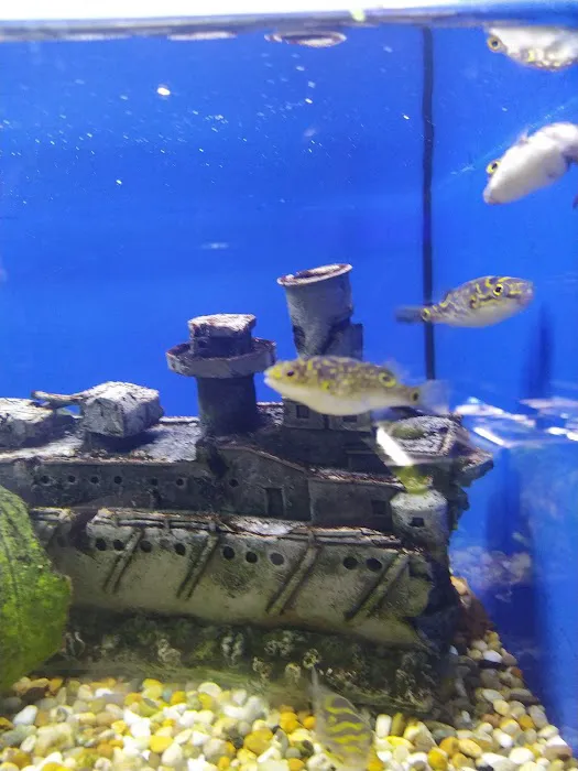 Aquatic Finatic Picture 3