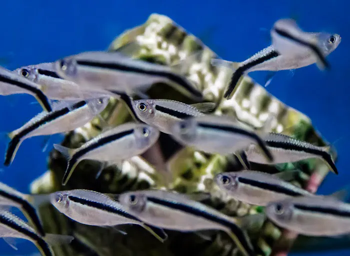 Aquatic Finatic Picture 2