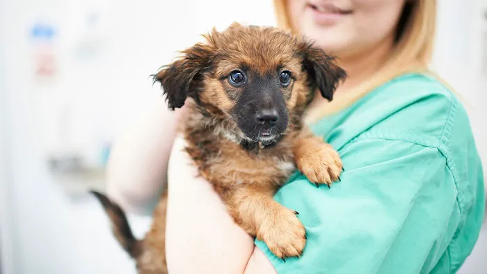 Yoredale Vets - Masham Picture 2