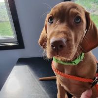 Wensleydale Vets ico