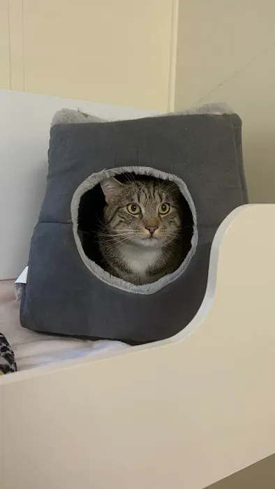 Howgrave Lodge Cattery Picture 4