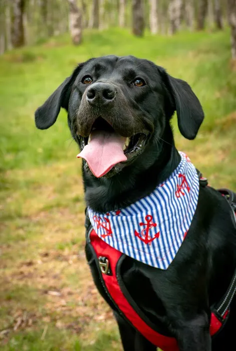 Dudiedog Bandanas Picture 5