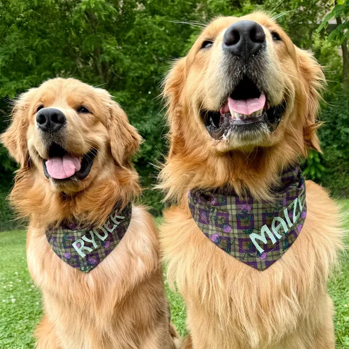 Dudiedog Bandanas Picture 10