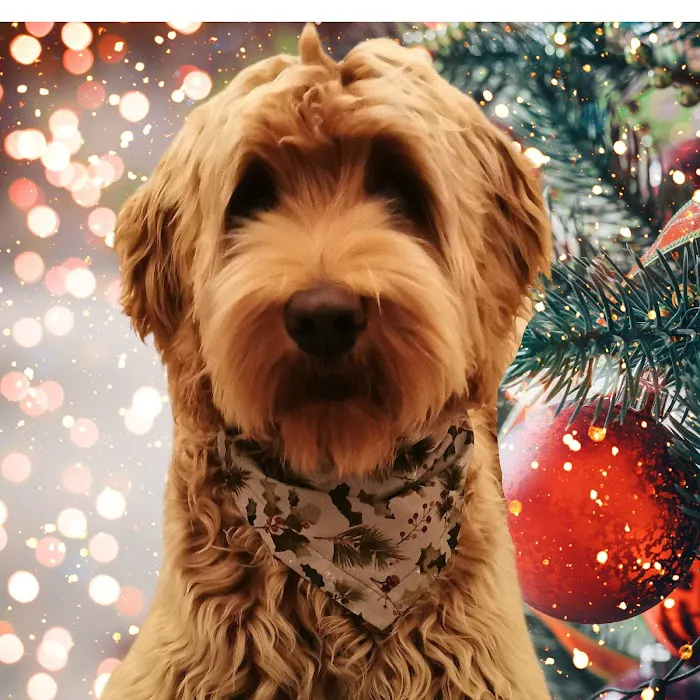 Dudiedog Bandanas Picture 7