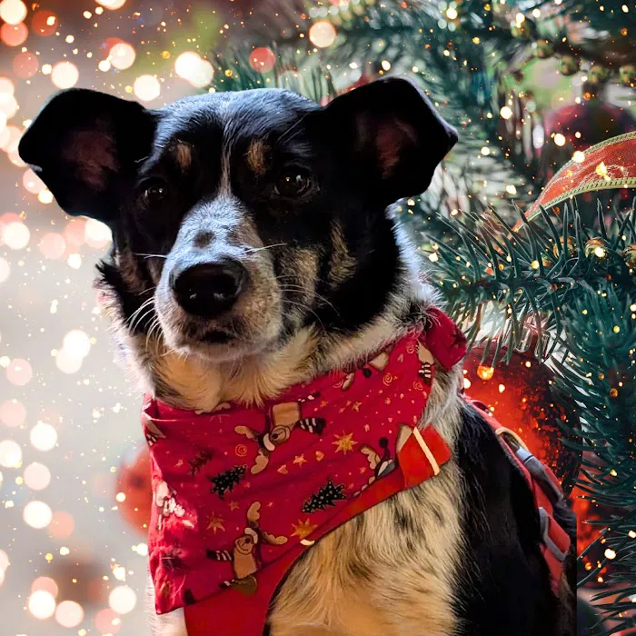 Dudiedog Bandanas Picture 6