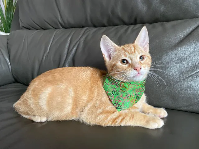 Dudiedog Bandanas Picture 9