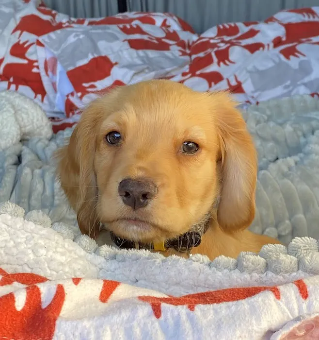 Pets Corner Picture 7