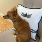 Pets Corner