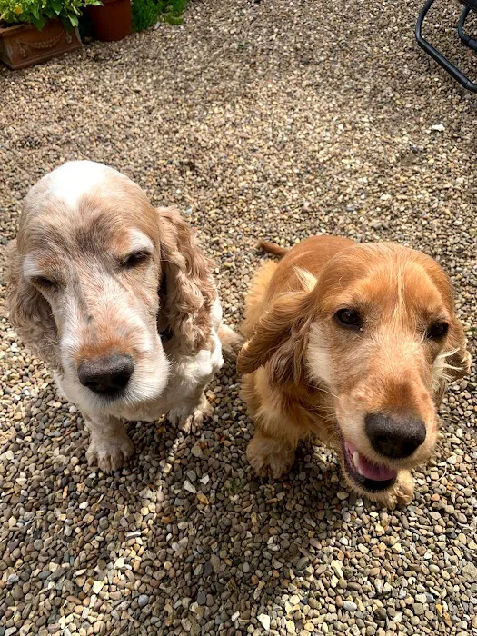 The Pet Shop Ripon Picture 2