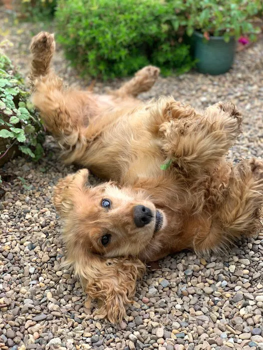 The Pet Shop Ripon Picture 5