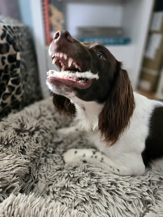 Moose&Me Natural Pet Shop Picture 4