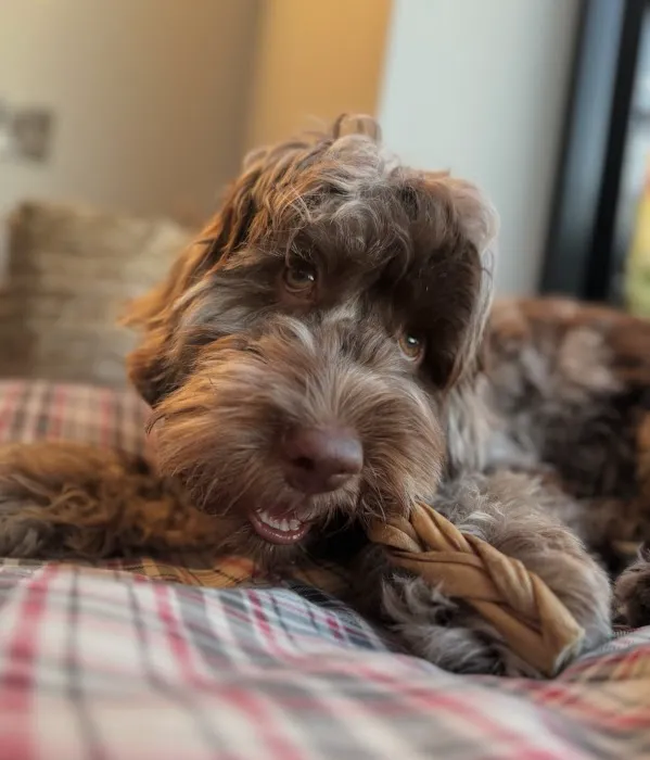 Moose&Me Natural Pet Shop Picture 1