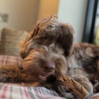 Moose&Me Natural Pet Shop ico