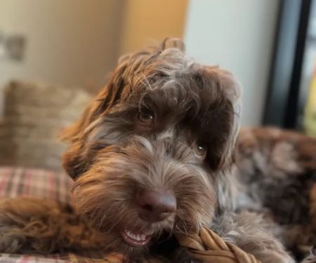 Moose&Me Natural Pet Shop