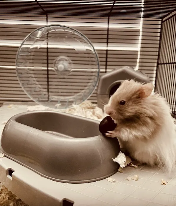 Pets at Home Harrogate Picture 9