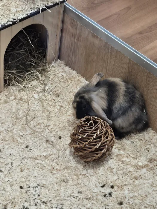 Pets at Home Harrogate Picture 5