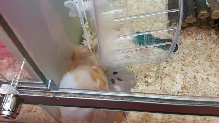 Pets at Home Harrogate Picture 1