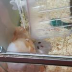 Pets at Home Harrogate