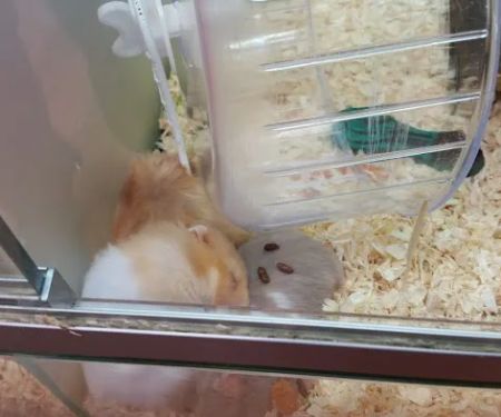 Pets at Home Harrogate