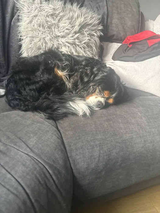 Lahbah petshop Picture 4