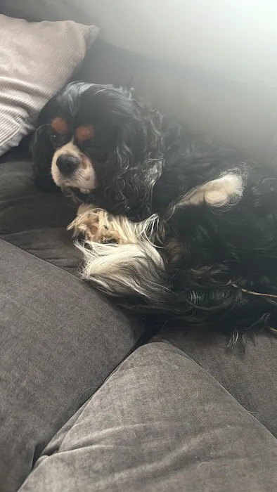 Lahbah petshop Picture 1