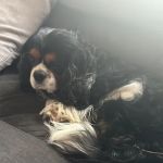 Lahbah petshop