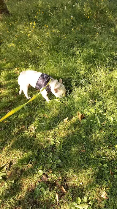 Paw Prints Pet Store Picture 3