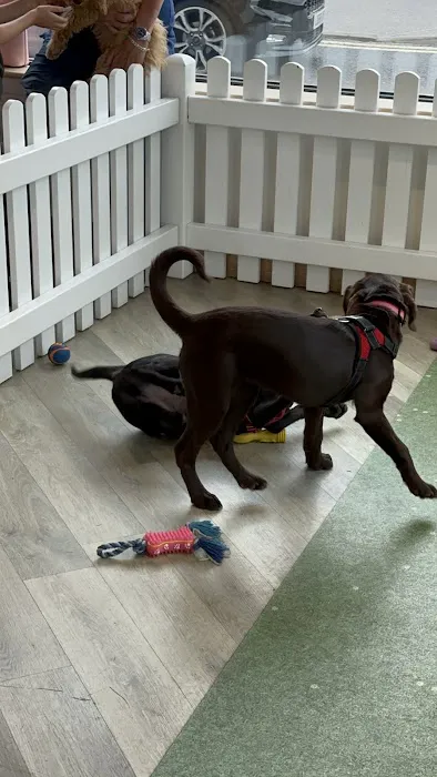 Pets Corner Picture 7