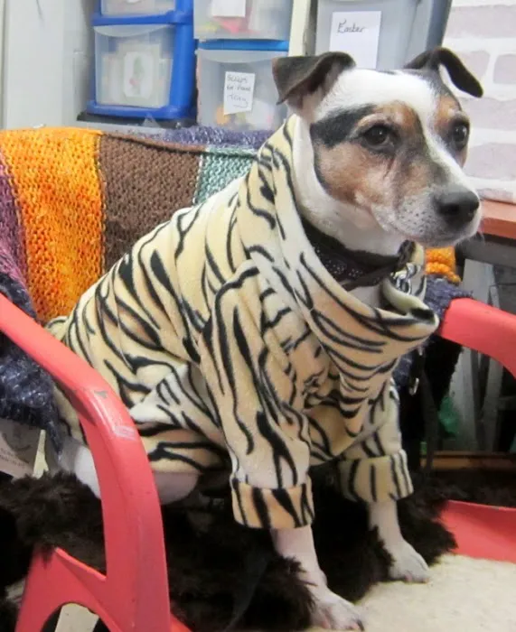 The Posh Dog Clothing Company Picture 1