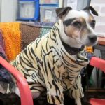 The Posh Dog Clothing Company