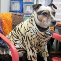 The Posh Dog Clothing Company ico