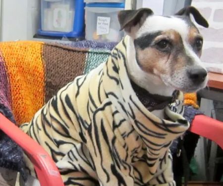 The Posh Dog Clothing Company