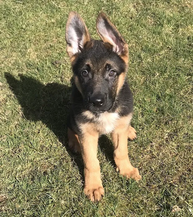 Pace Pet Supplies Picture 7