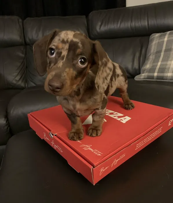 Pace Pet Supplies Picture 4