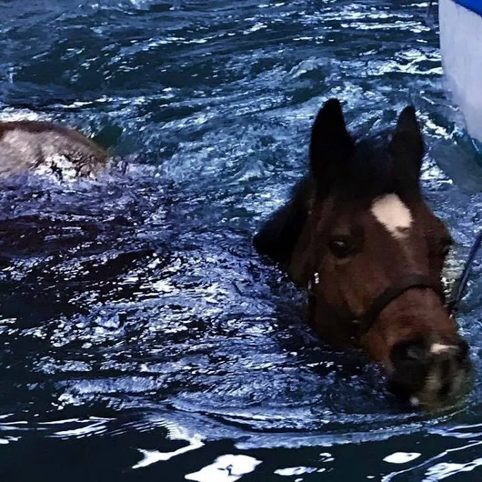 Northern Equine Therapy Centre Picture 8