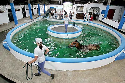 Northern Equine Therapy Centre Picture 1
