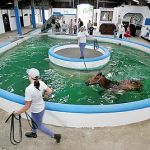 Northern Equine Therapy Centre