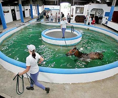 Northern Equine Therapy Centre