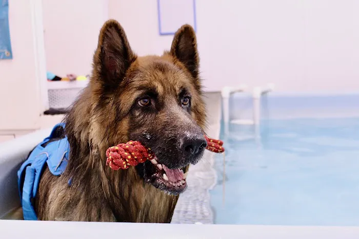 Northern Canine Therapy Centre Picture 4
