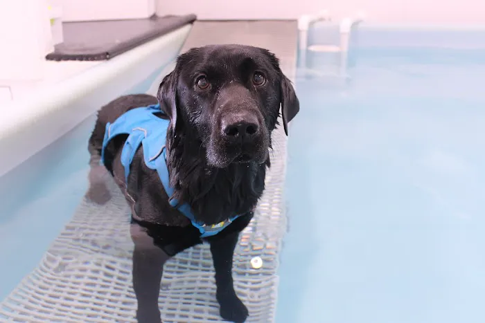 Northern Canine Therapy Centre Picture 1