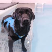 Northern Canine Therapy Centre ico