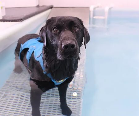 Northern Canine Therapy Centre